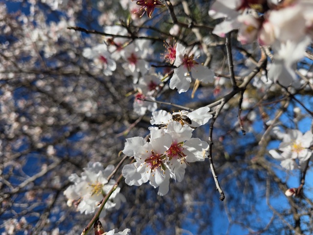 Fluttering blossoms. Photo © Karethe Linaae